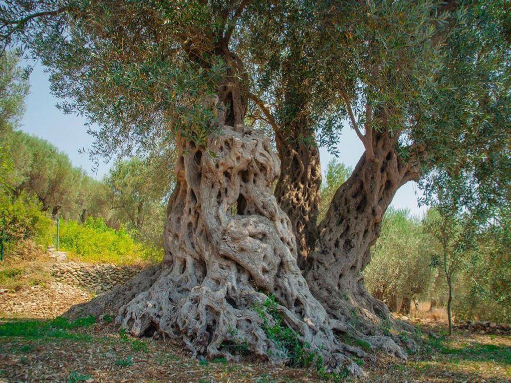 Holiday Park Olive Tree Ulcinj Luaran gambar